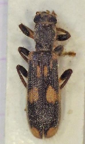Opilo mollis